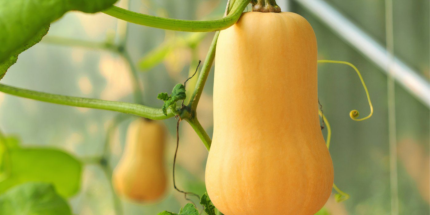 Turn a Simple Butternut Squash Into DIY Fall Decor