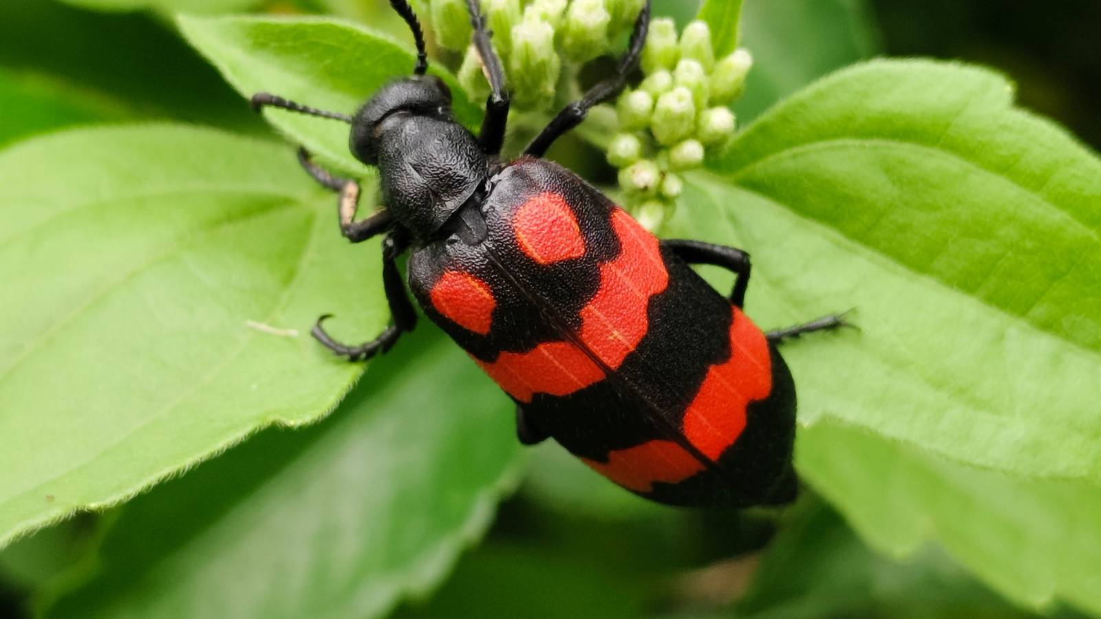 7 Garden Pests That Can Affect You as Well, image size:1600x900