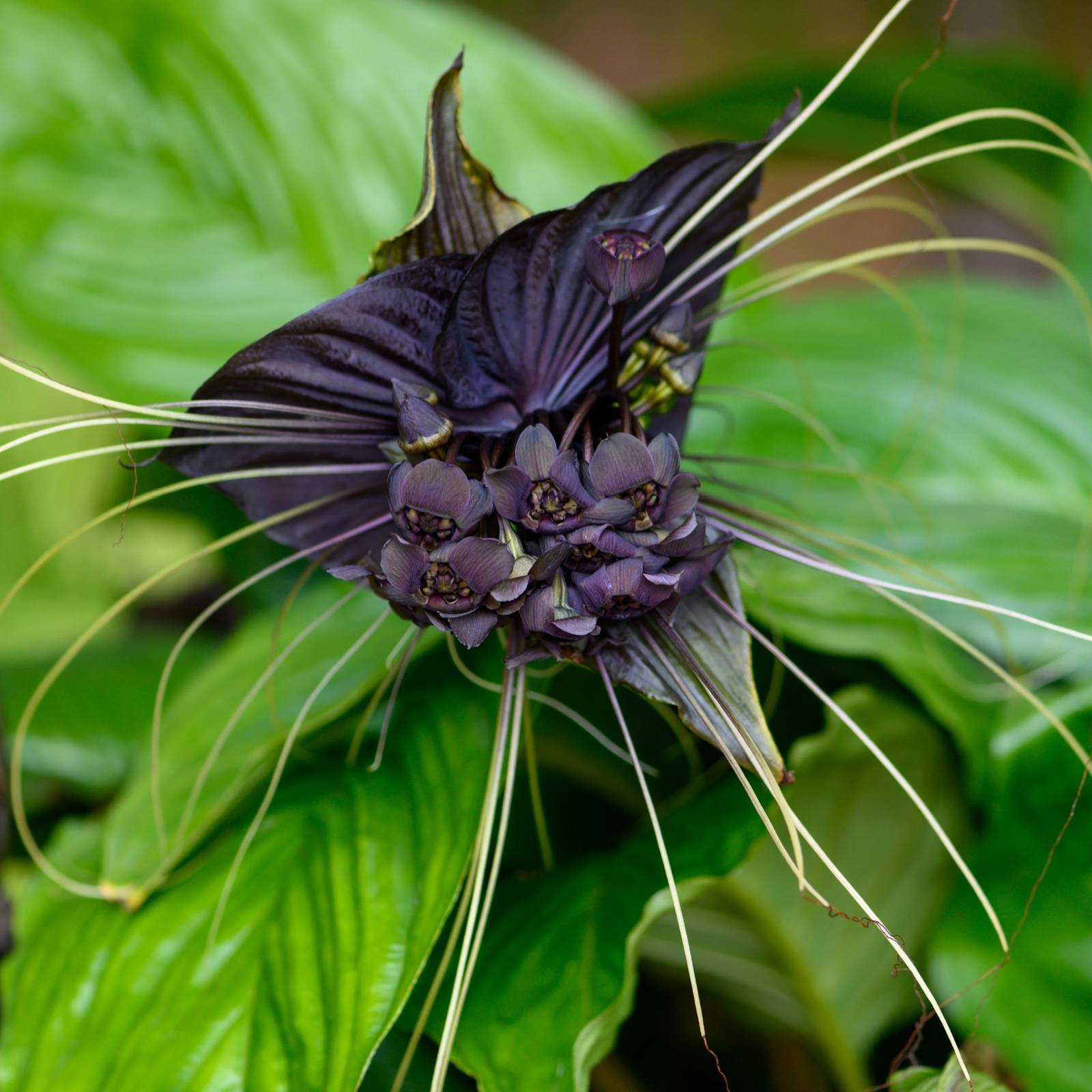 Grow Spooky Plants For the Ultimate Halloween Garden