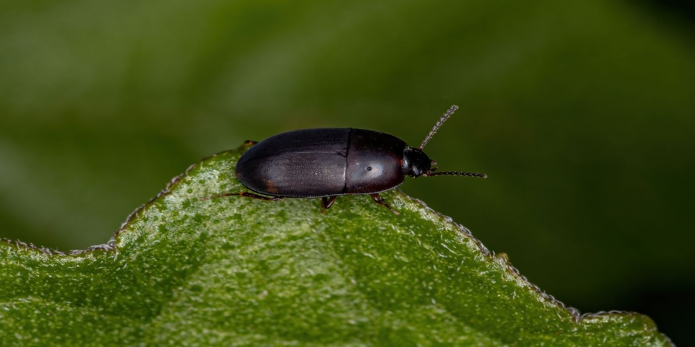 How to Identify, Prevent, and Eliminate Darkling Beetle Infestations