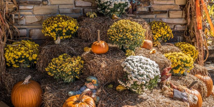 5 Fun Fall Decoration Ideas Using Cornstalks and Haybales
