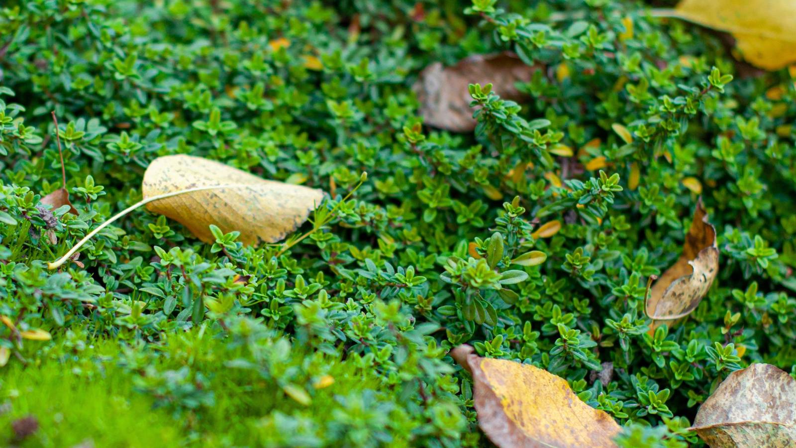 6 Practical and Low-Maintenance Fall Ground Covers