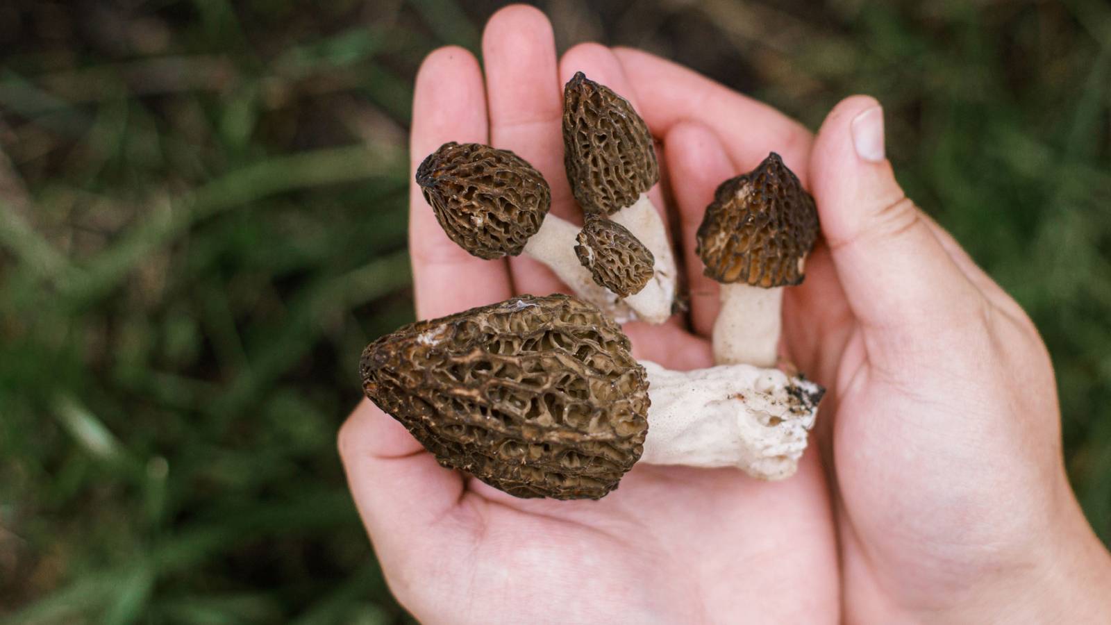 A Guide to Edible Wild Plants and Their Culinary Delights