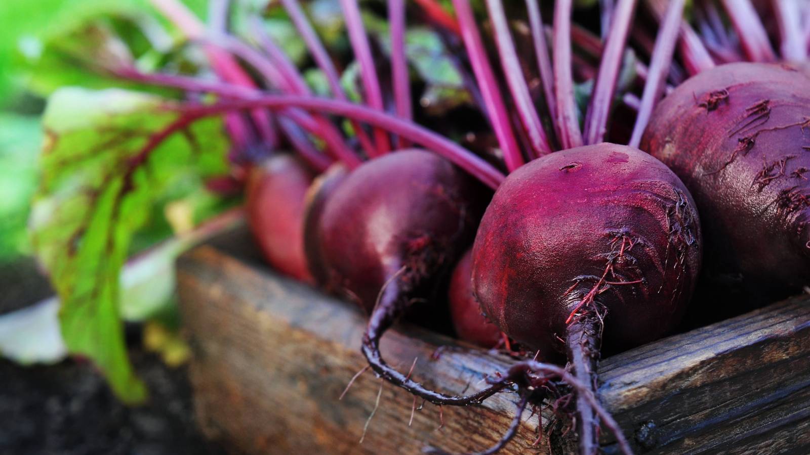 8 Fall Vegetables to Grow for Your Thanksgiving Feast