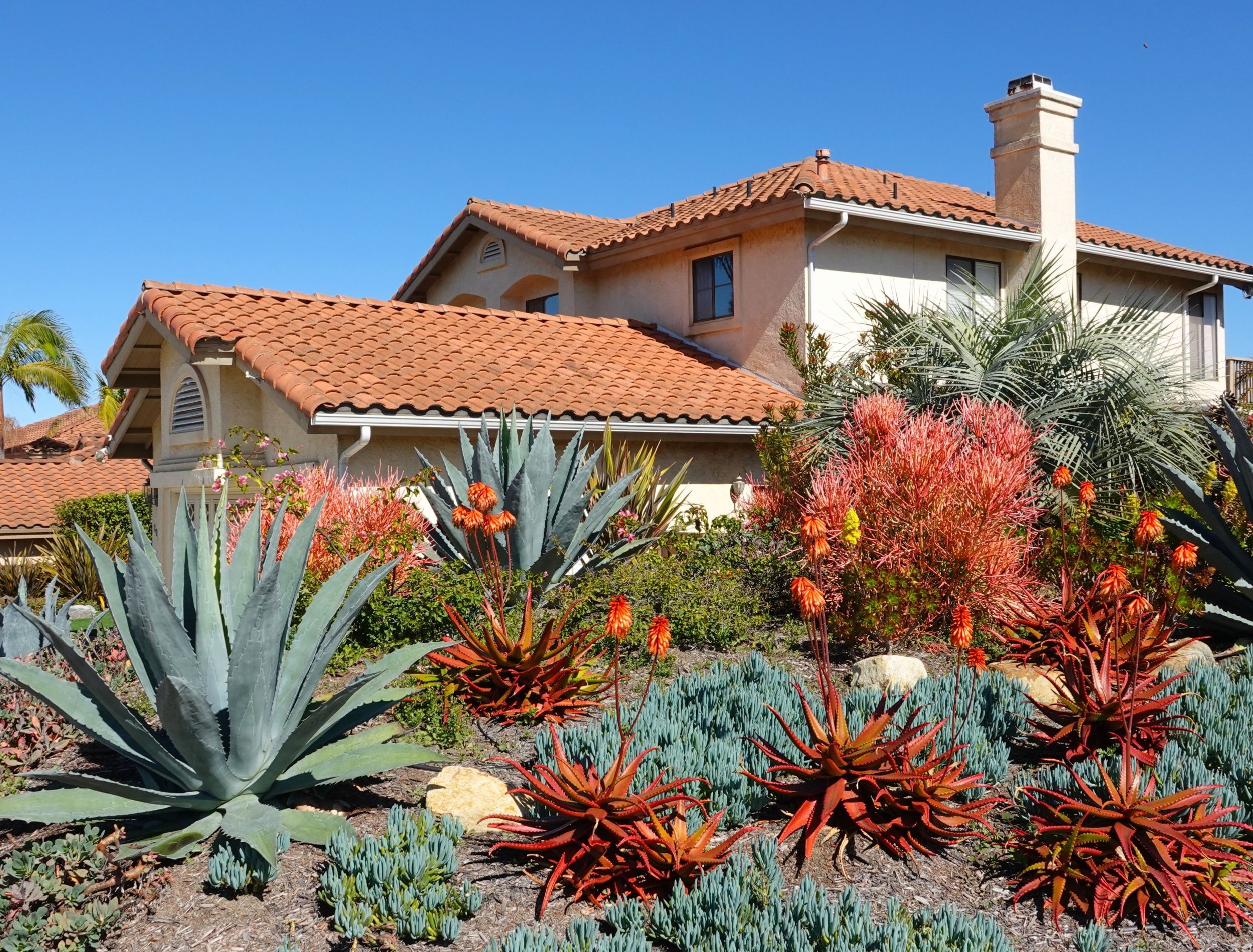 5 Stylish Drought Tolerant Plants Design Ideas That Thrive Without ...