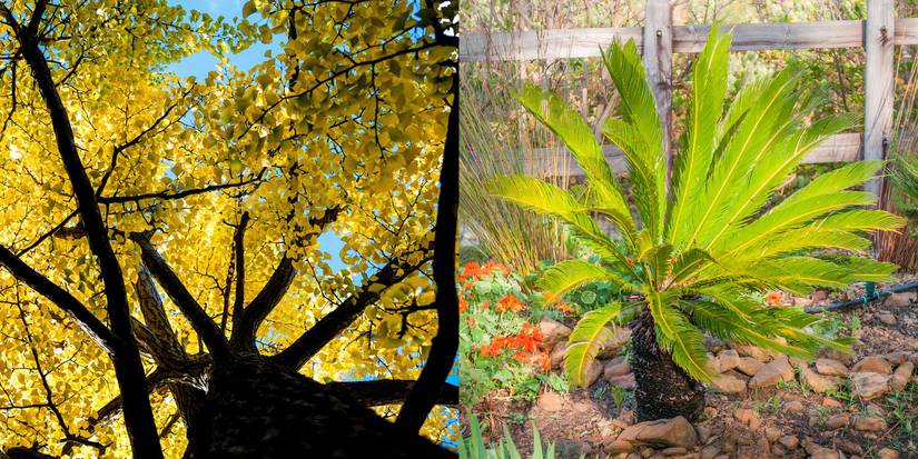 The Race To Find the Oldest Plant in the World: Welwitschia