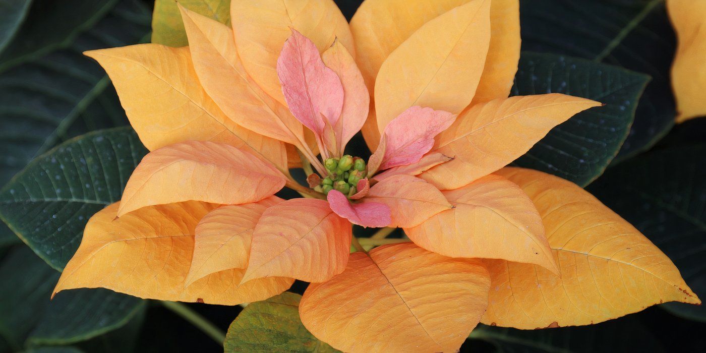 How to Create a Stunning Poinsettia Tree for the Holidays