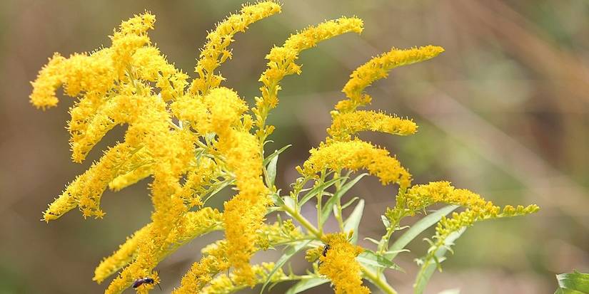5 Fall Flowers to Grow in Containers