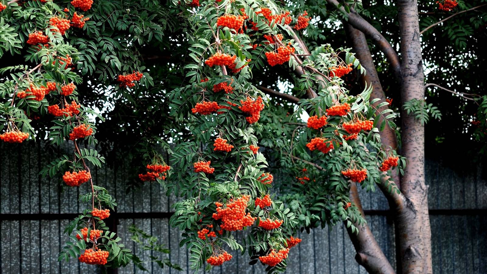 Rowan Treesize Why Add a Rowan Tree To Your Halloween Landscaping