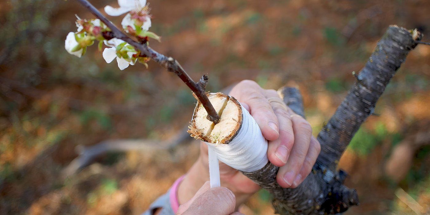 Graft and Grow: How a Fruit Salad Tree Brings Garden Magic to Life