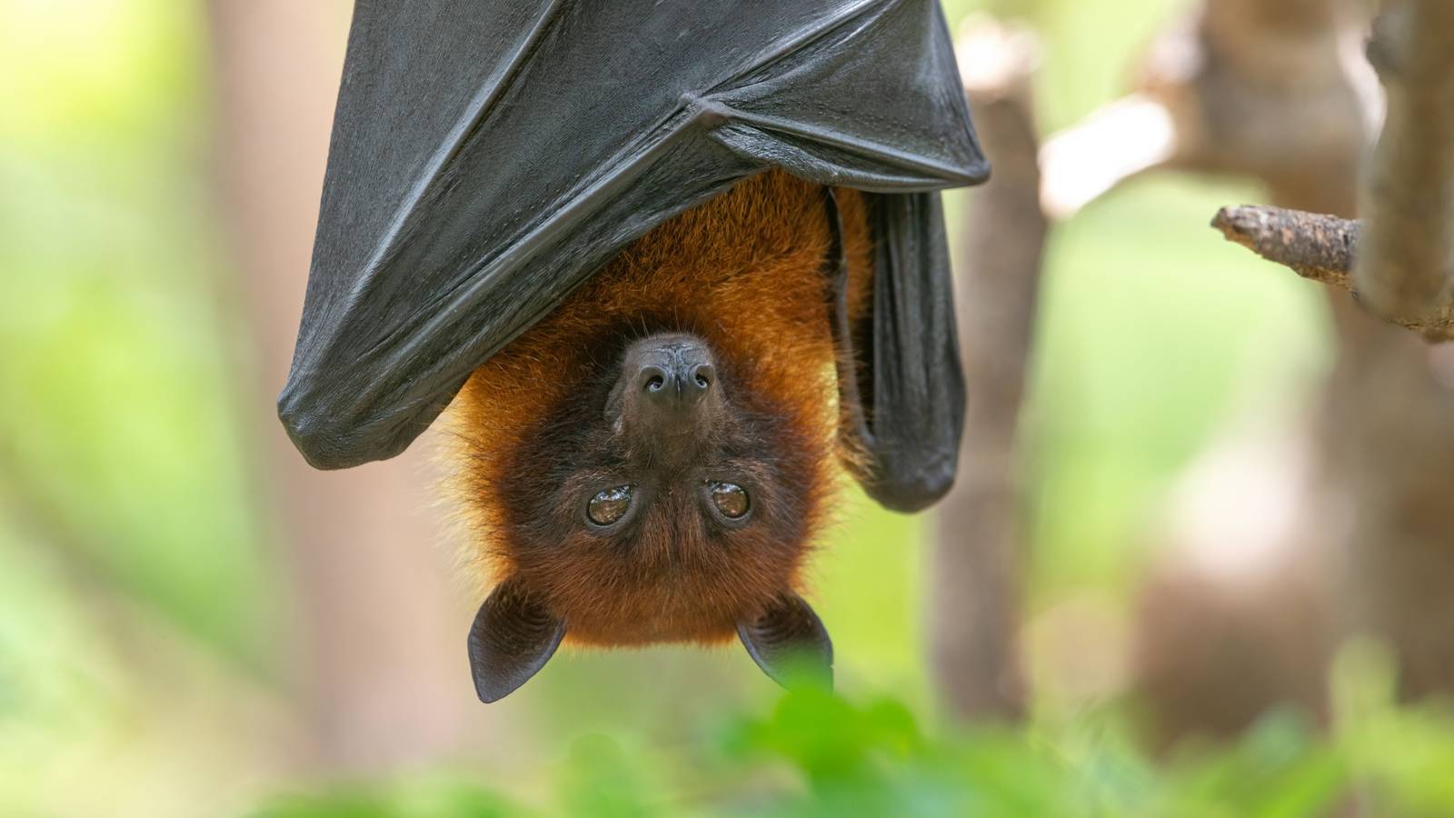 Bat In Fall How to Identify and Prevent Bat Bug Infestations This Fall