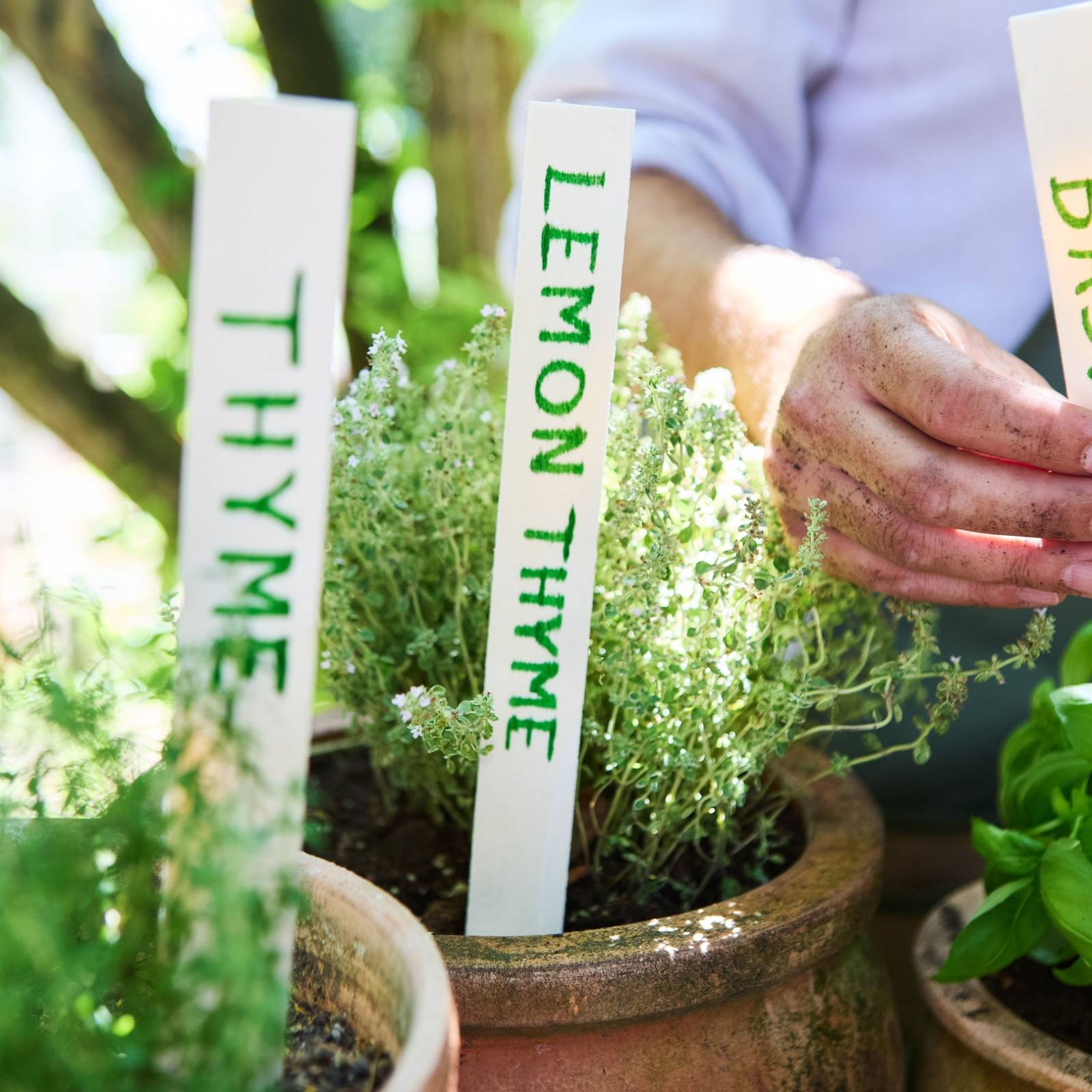 Your Ultimate Guide to DIY Plant Markers That Elevate Your Garden