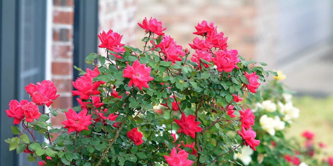 Prune Roses Now For a More Gorgeous Spring