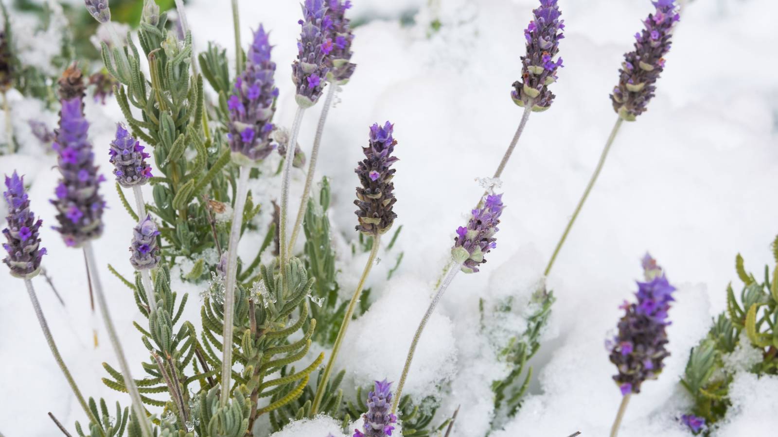 5 Cold-Tolerant Herbs to Grow in Fall