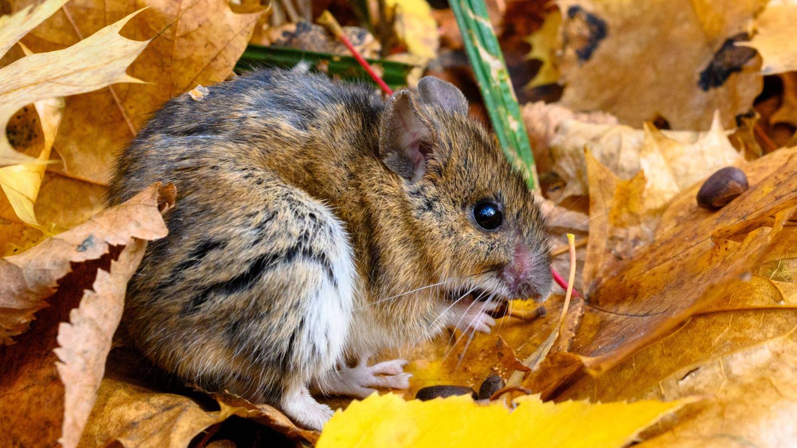 Fall Wildlife Control: Tips to Keep Squirrels, Raccoons, and Mice at Bay