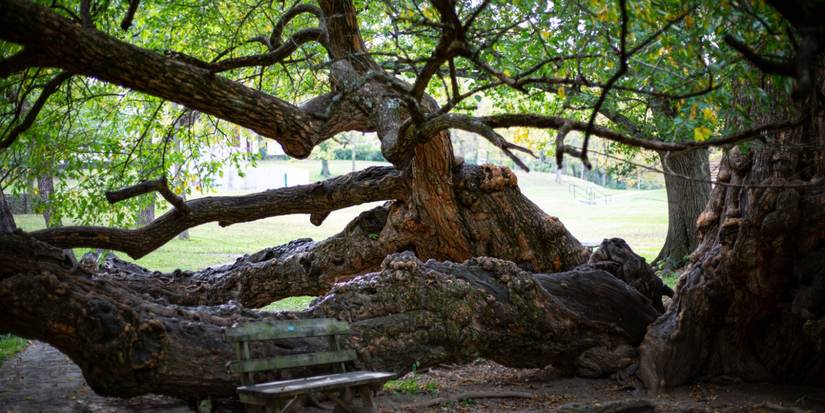 Explore Haunted Witch Trees Worldwide: A Halloween Travel Guide