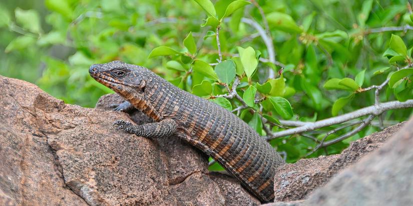 Outside Lizard Invite Wildlife to Your Yard: Build a Fall Habitat for 9 Animals