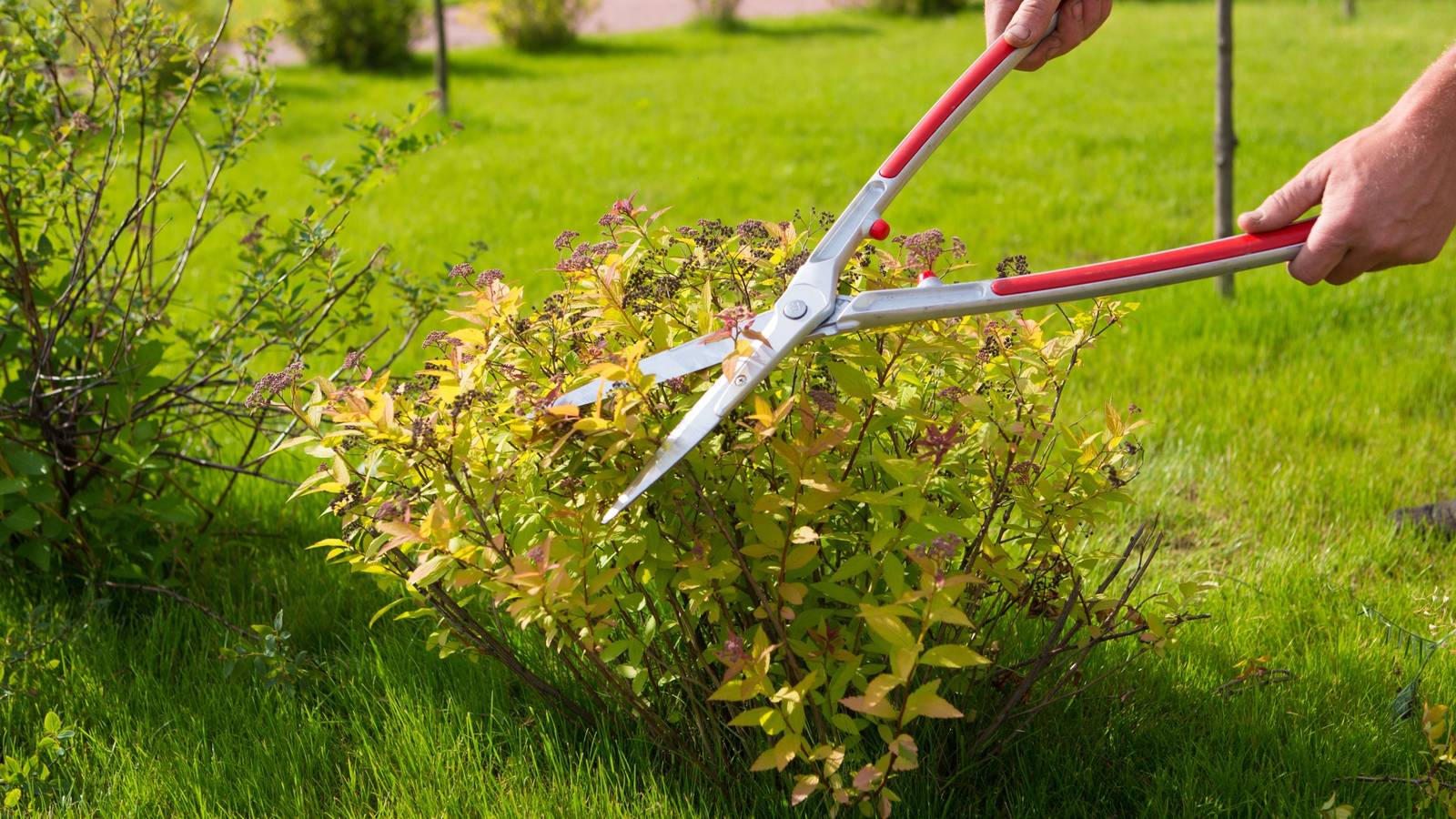 Fall Garden Cleanup Essentials: Do’s and Don’ts for an Inviting Space
