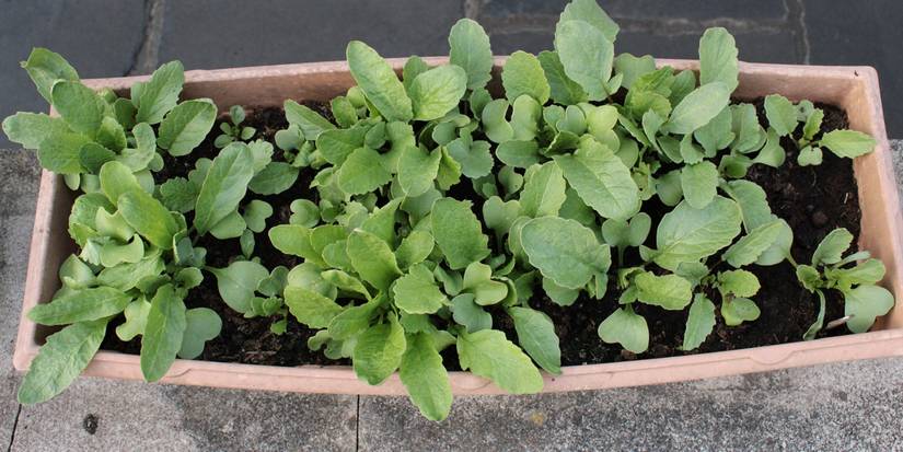 These Vegetables Are Perfect For Containers