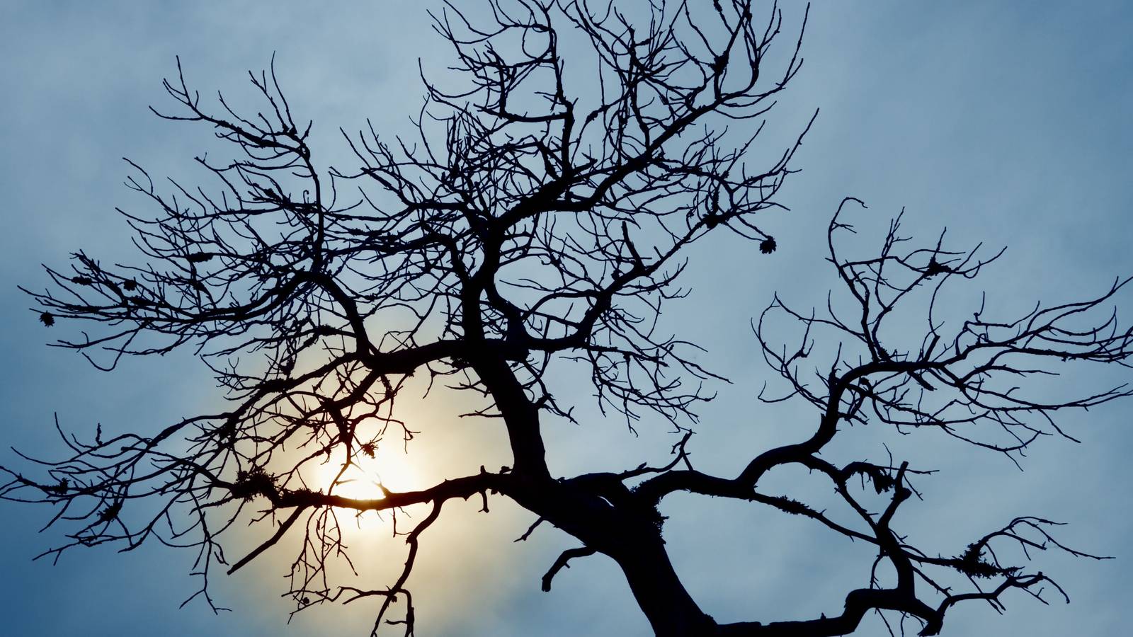 Explore Haunted Witch Trees Worldwide: A Halloween Travel Guide