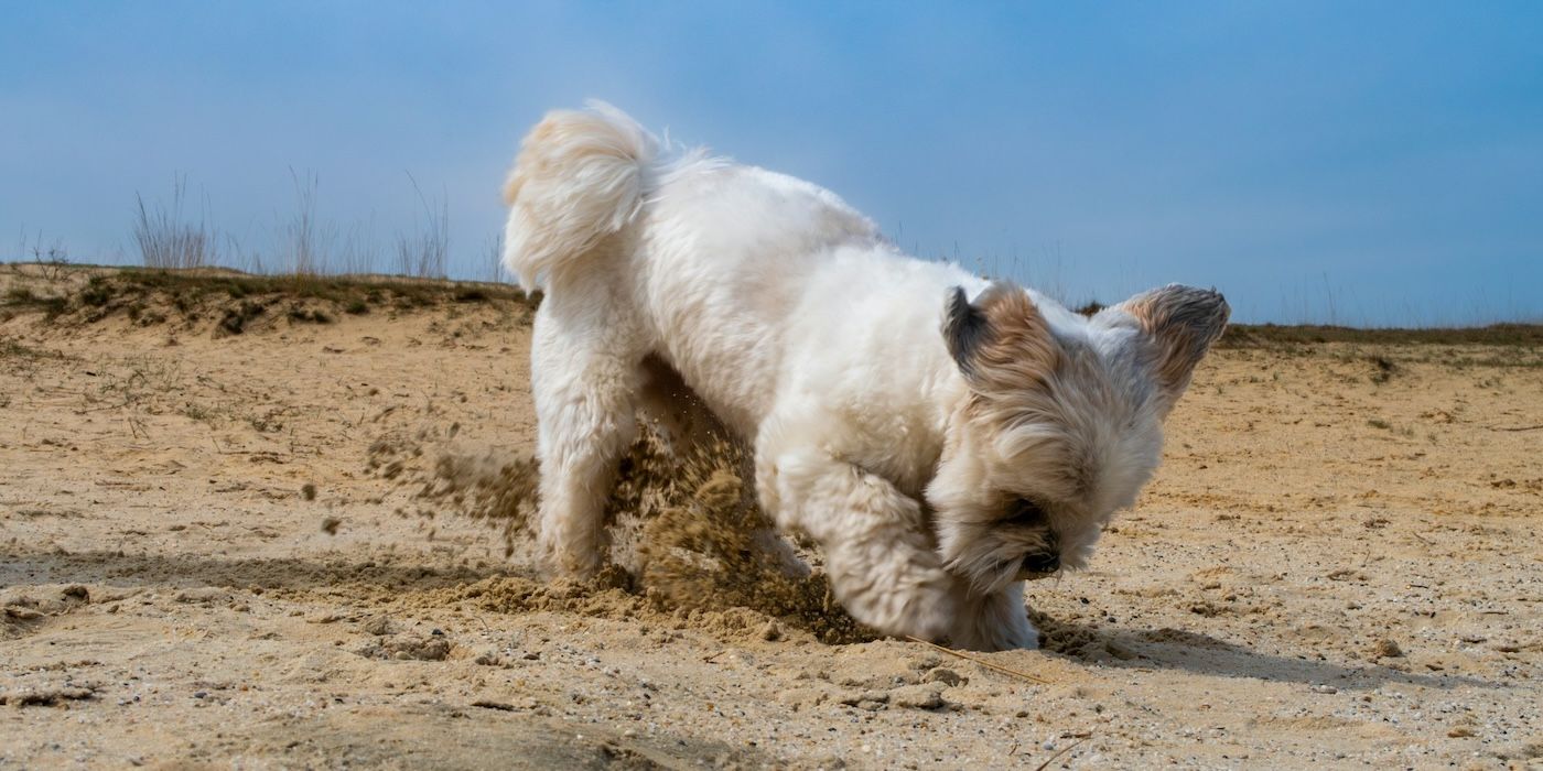 Pet-Friendly Landscaping: 6 Creative Yard Ideas for Your Dog