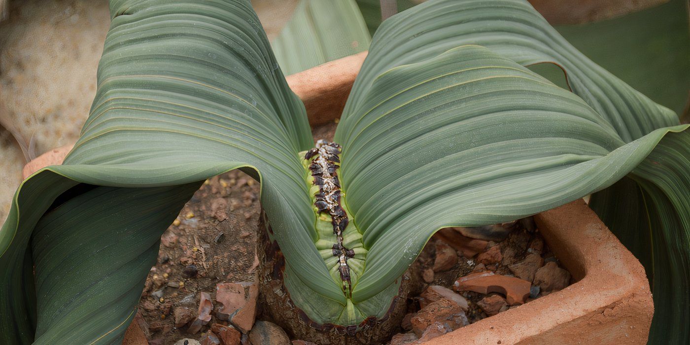 The Race To Find the Oldest Plant in the World: Welwitschia