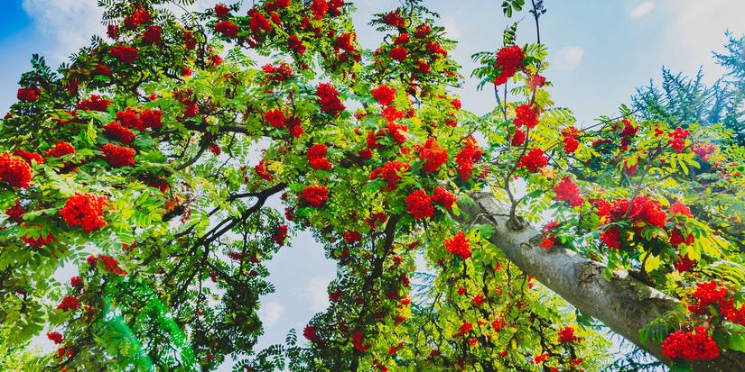 Why Add a Rowan Tree To Your Halloween Landscaping
