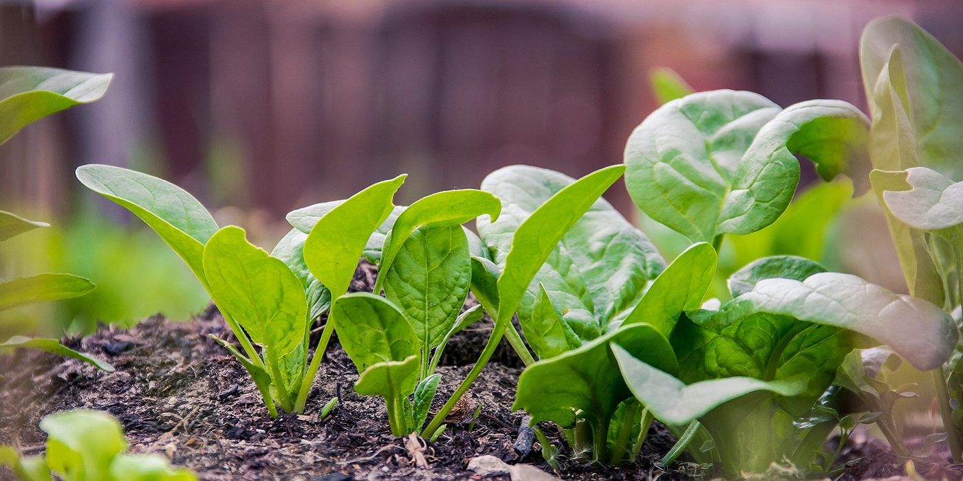 Early Spring Salad Vegetables: Lettuce, Spinach and More