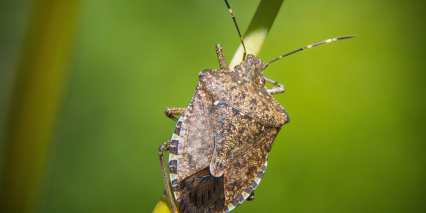 5 Rare Garden Pests and Natural Ways to Defeat Them