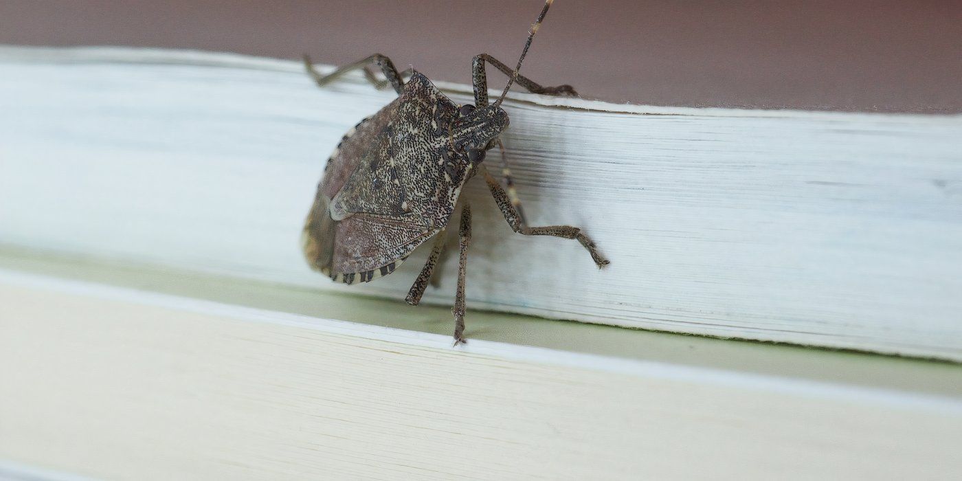 How To Keep Garden Pests Like Stink Bugs Outside This Fall