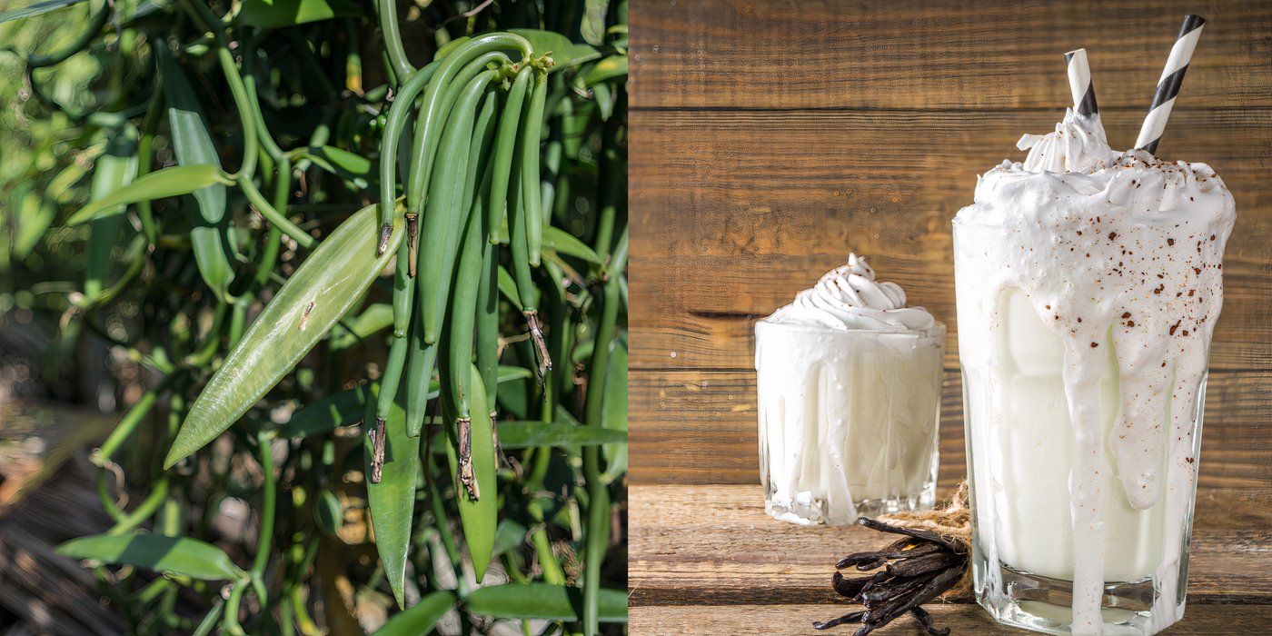 Is Your Vanilla Extract Fake? How to Tell and What to Use Instead
