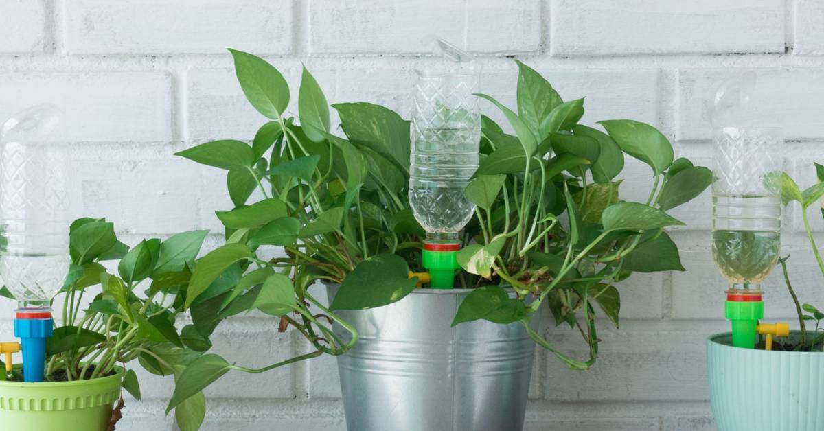 aglaonema beauty plant Aglaonema Beauty