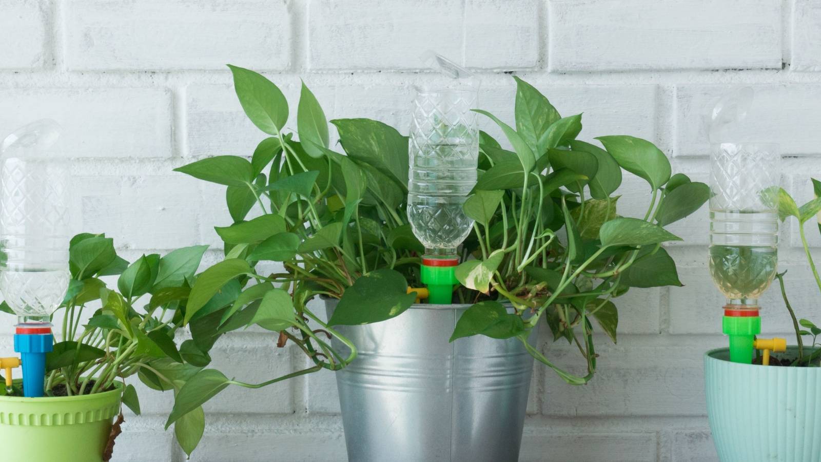 Auto Watering: 5 Genius Ways to Keep Up With Watering Your Houseplants