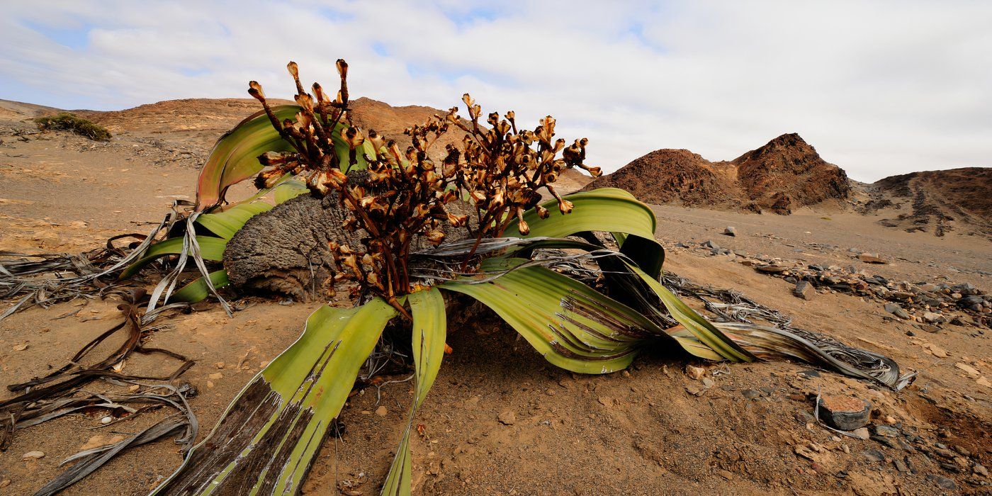 The Race To Find the Oldest Plant in the World: Welwitschia