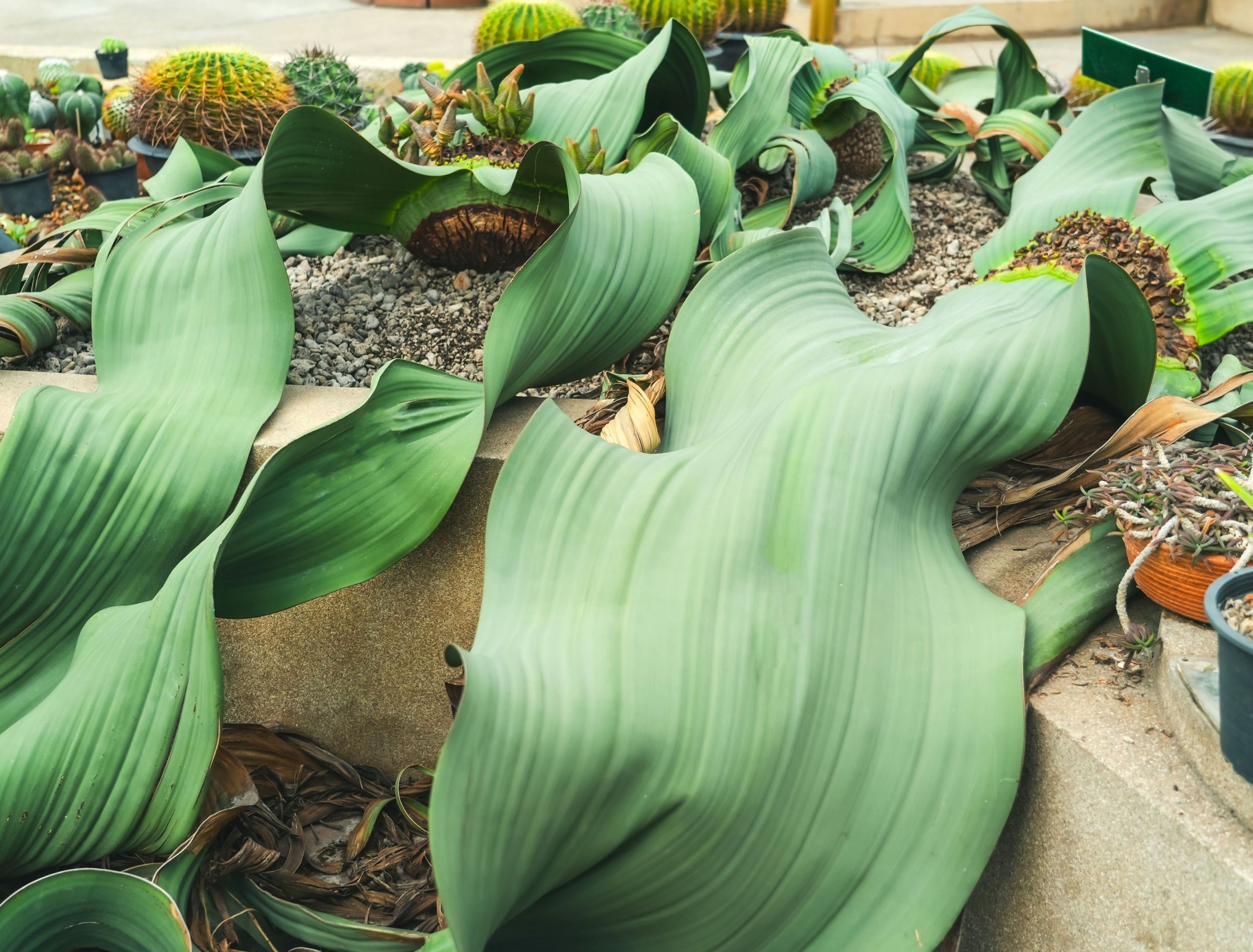 welwitschia-plant.jpg?w=1600&h