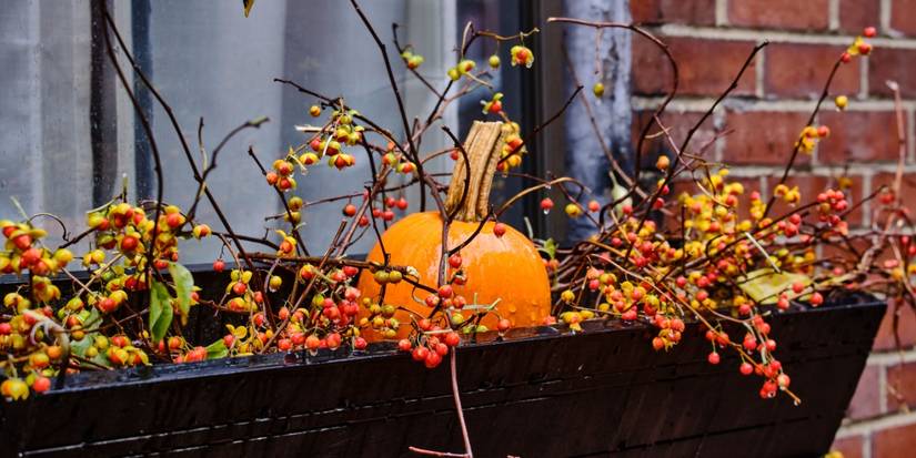 Spooky Houseplants That Will Haunt Your Halloween Windows