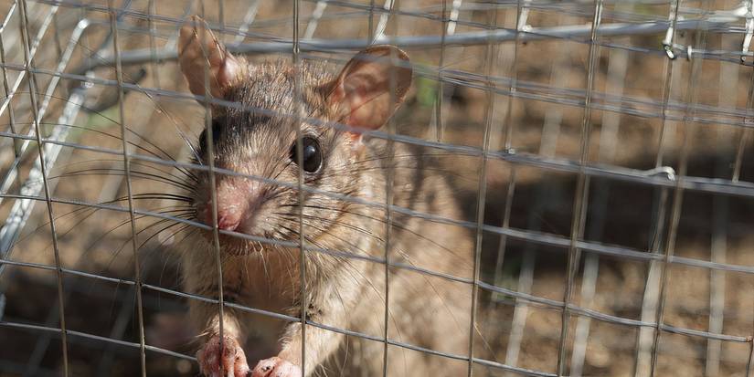 Trap and Tackle: 7 Expert Methods for Controlling Garden Pests