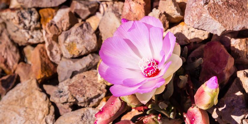 Learn Which 5 Endagered Flowers are State Symbols