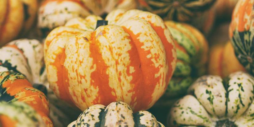 Squash Range The Types of Squash You Cook With Matter!