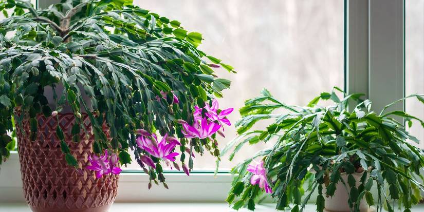 Thanksgiving Cactus: A Gift That Blooms With Gratitude