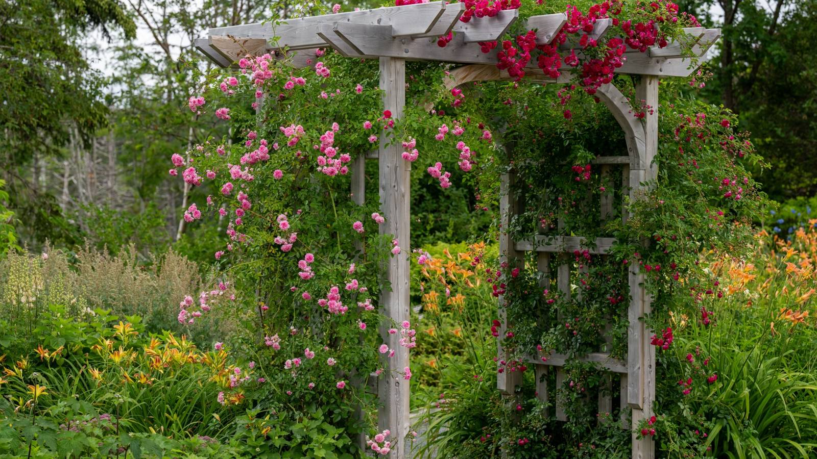 Transform Your Garden With Climbing Roses