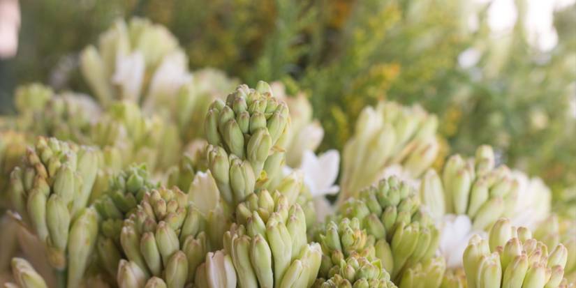 Transform Your Garden into a Floral Sanctuary with These Fragrant Blooms