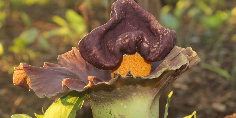 Learn About the Strange Allure of the Flower That Smells Like Death