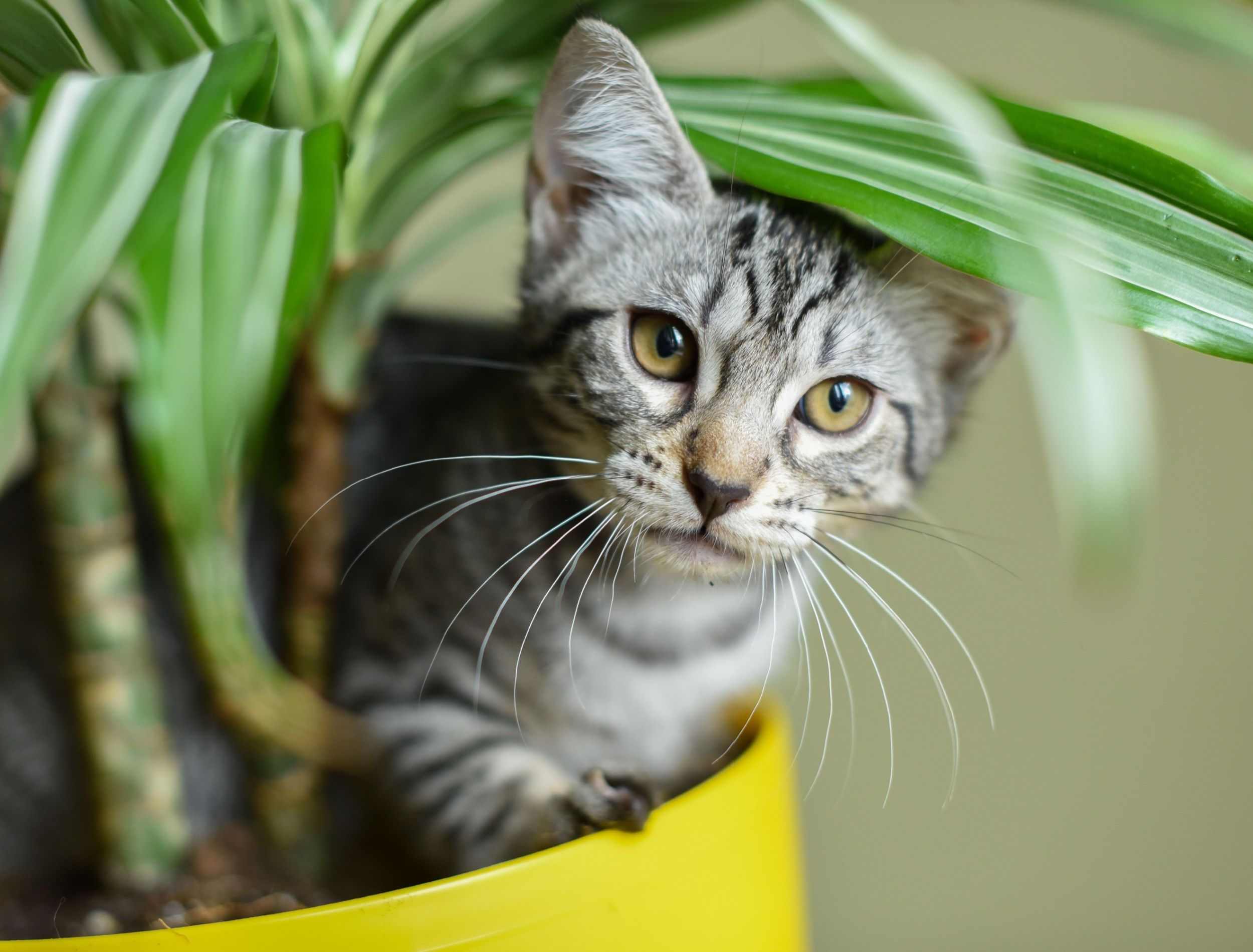 Beware These Poison Plants: A Must-Read for Pet Owners with Gardens