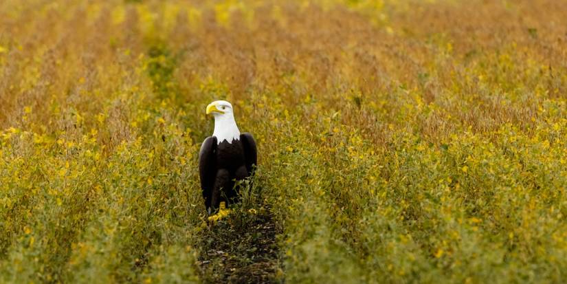 The Rise of Predator Decoys in Pest Management