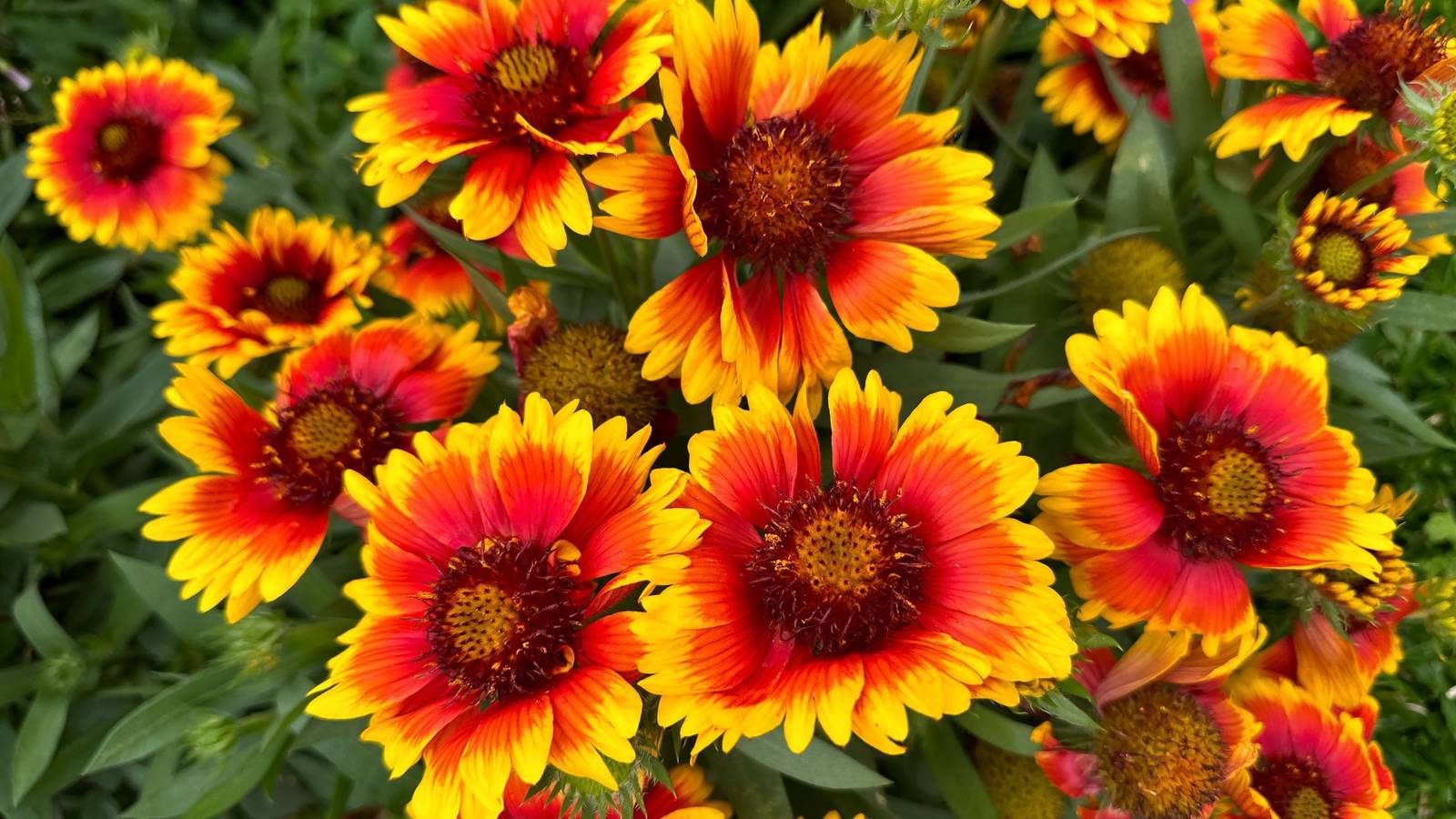 Grow The Pretty Gerbera Flower Indoors and Out