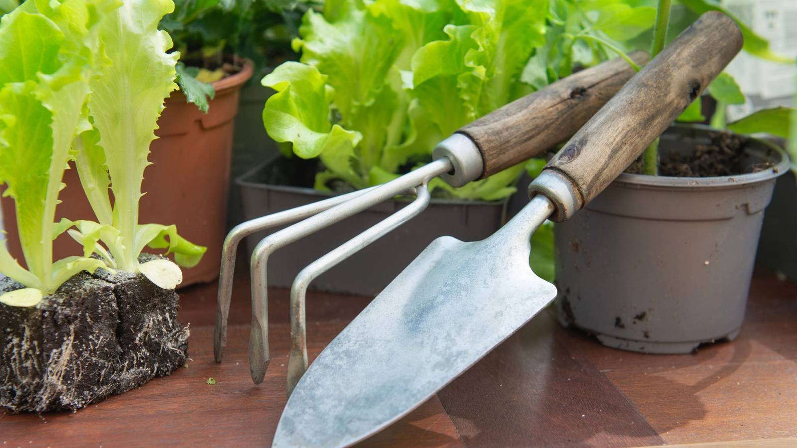 Garden Hand Tools: 5 Hand Tools Necessary for Plant Care