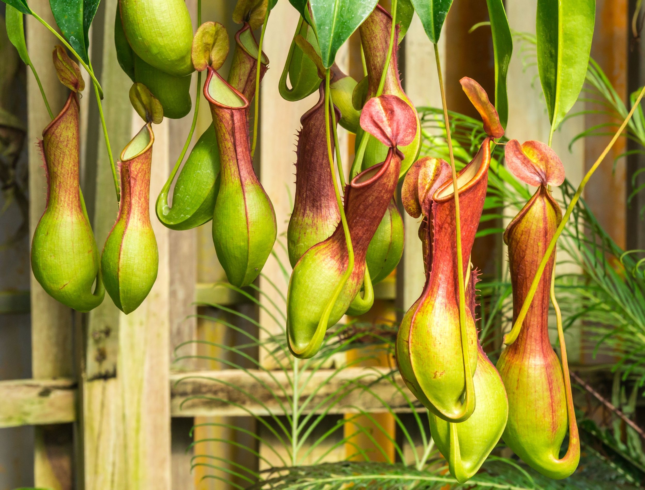 5 Unique Exotic Plants to Make Your Backyard Stand Out, image size:2500x1900