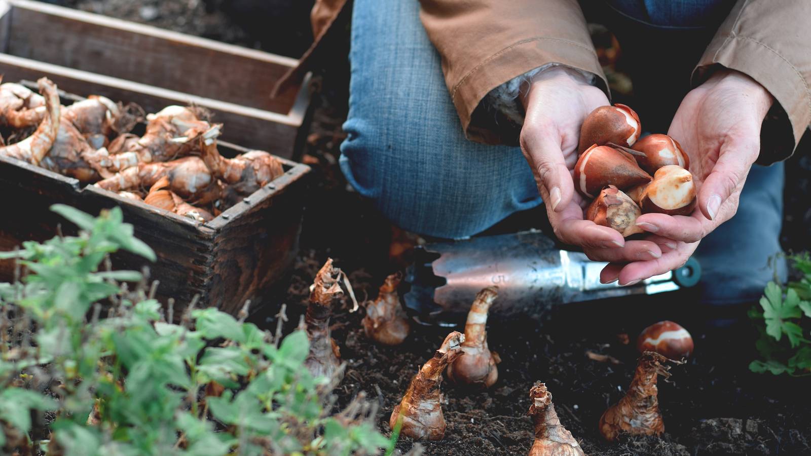 Bulb Spring Press November Is a Great Time to Plant Spring Bulbs