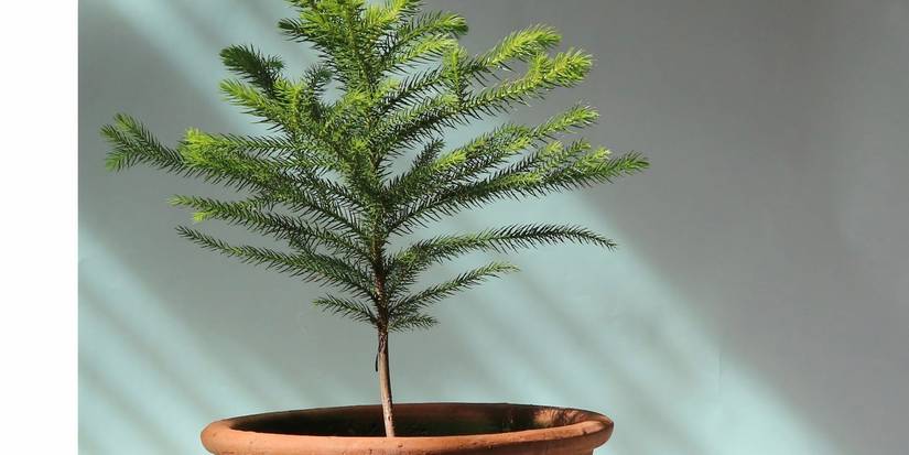 Scandinavian Christmas Plants That Bring Calm Winter Beauty Indoors